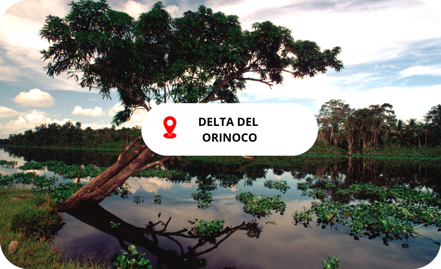 DELTA DEL ORINOCO
